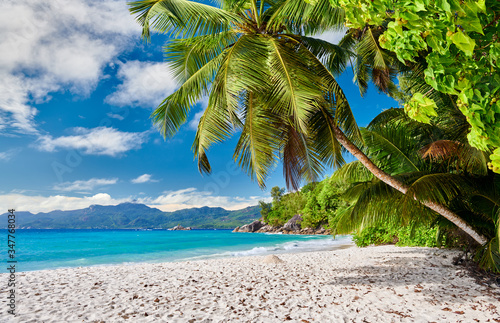 Fototapeta Naklejka Na Ścianę i Meble -  Beautiful Anse Soleil beach with palm tree at Seychelles