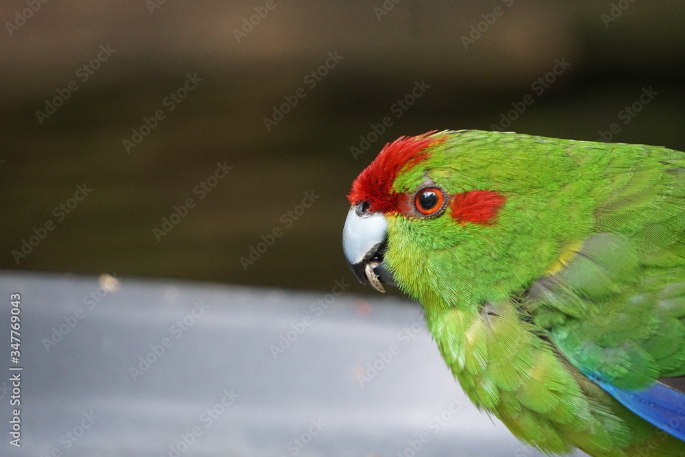 Green lorikeet