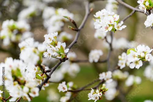 Pear blossoms on a twig.