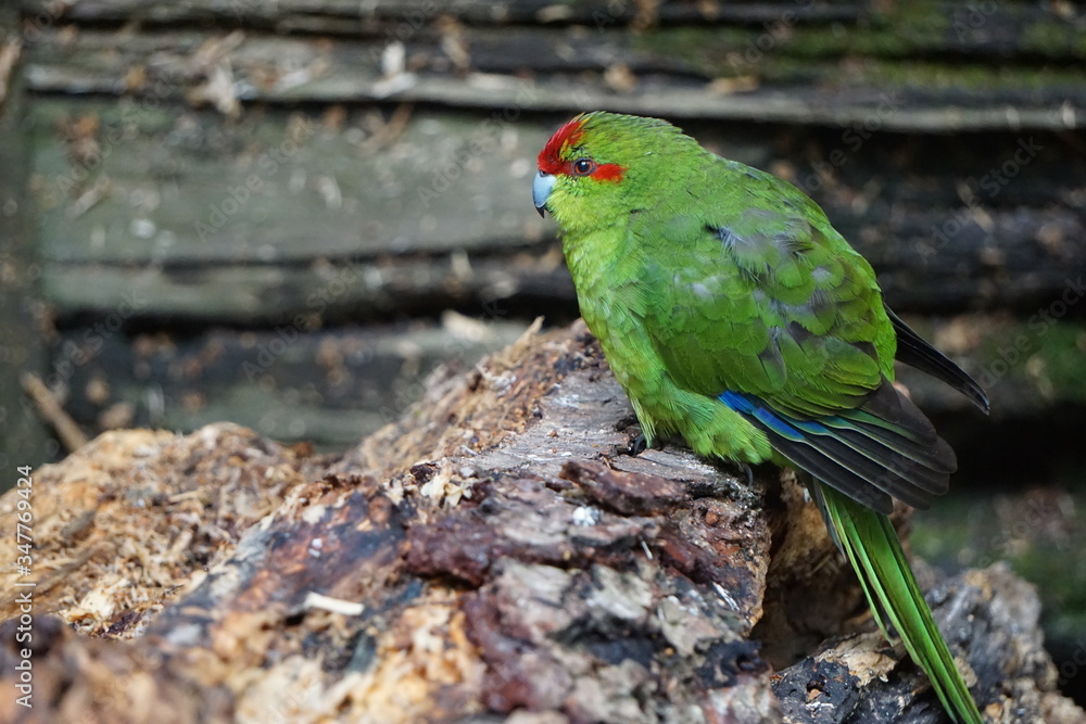 Obraz premium Green exotic bird