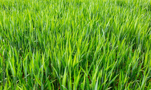 Green field of wheat close-up. Background for the designer photo