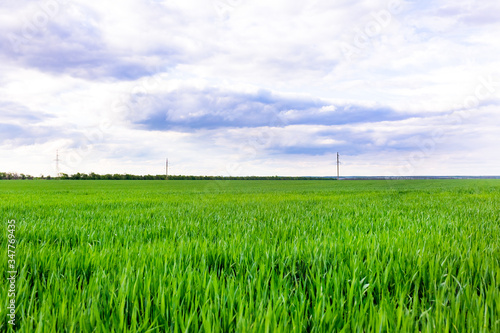 Green field under blue sky. Beauty nature background photo