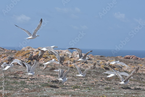 flock of scared seagulls on berlengas island summer