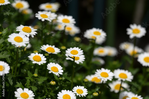 White mini marguerite flower  Chrysanthemum paludosum