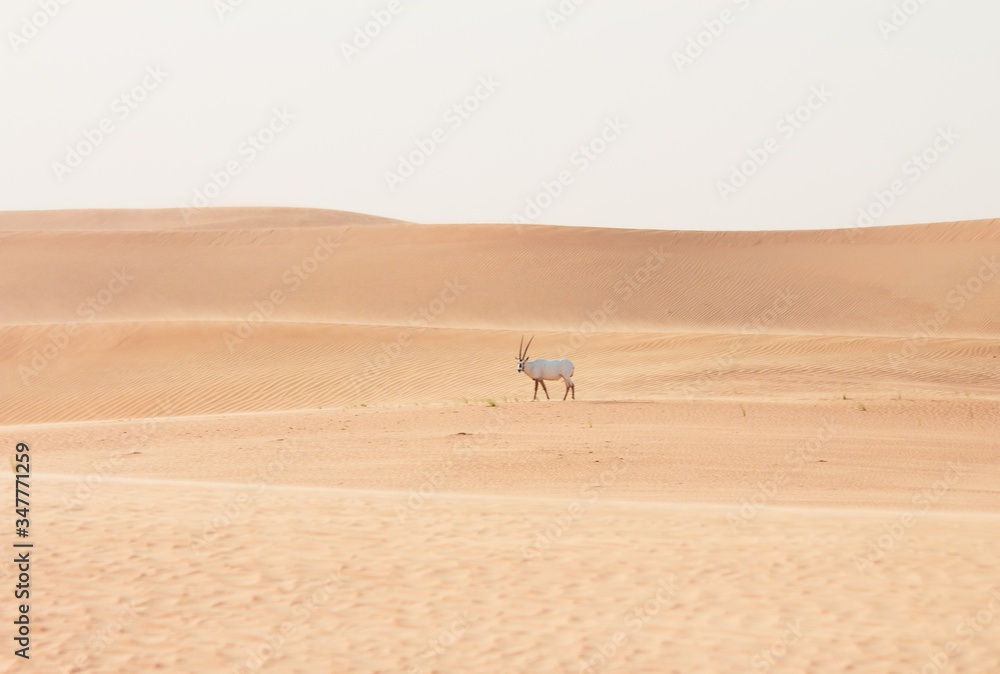 Arabian Oryx walking through the desert Arabian Oryx walking through the desert
