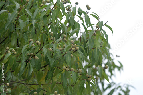 Green acorns, on the branch, closeup