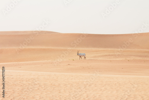 Arabian Oryx walking through the desert