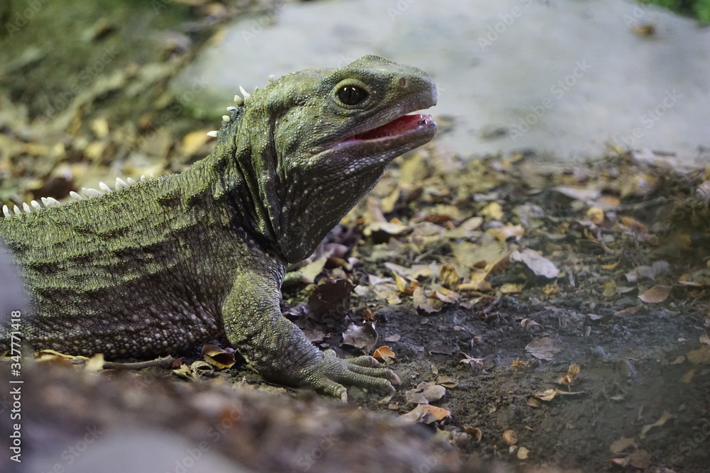 Fototapeta premium Lizard