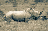 Black and white single white rhino
