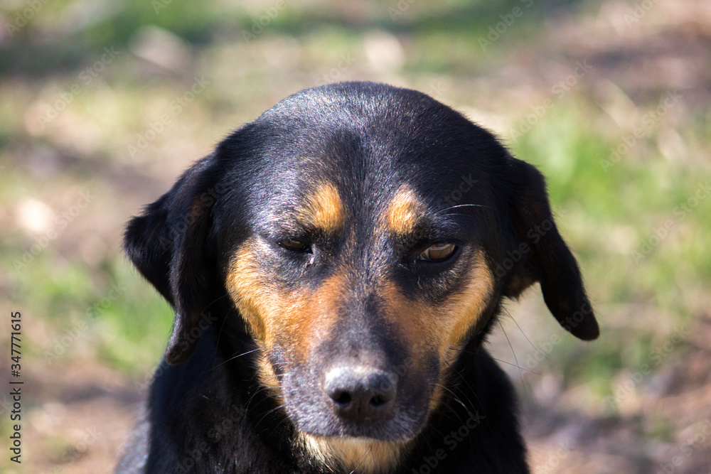 Pets. Black dog without breed from the street. Pets. Black dog without breed from the street.