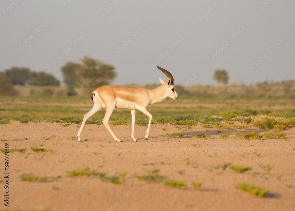 White Arabian Gazelle walking