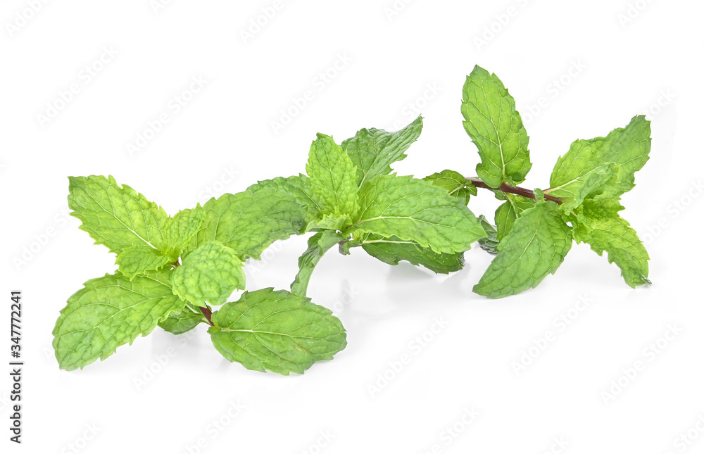 mint leafs isolated on a white background mint leafs isolated on a white background