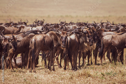 Group of wildebeest in African Savanna © carlene