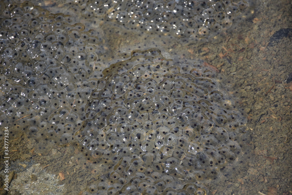 Laich, Froschlaich, Eier, Wasser, Wasserpfütze, Frühling, Vermehrung