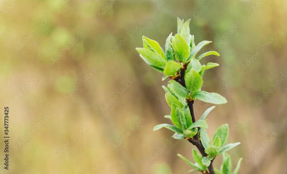 The first spring gentle leaves. Young buds on branches against blurred background. View close up, bright nature background The first spring gentle leaves. Young buds on branches against blurred background. View close up, bright nature background