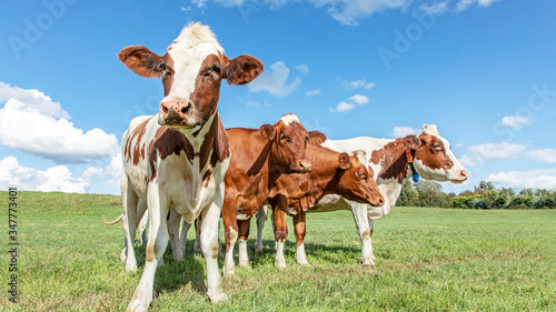 Happy group of young cows standing in the green grass of a meadow   the herd side by side cozy together under a blue sky.