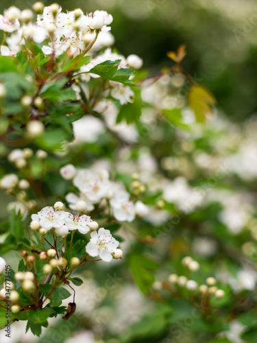 Beautiful blooming Vanhoutte Spirea, Small white flowers in sumptuous clusters. Tree with White Little Blossoms, bright nature background © mdyn