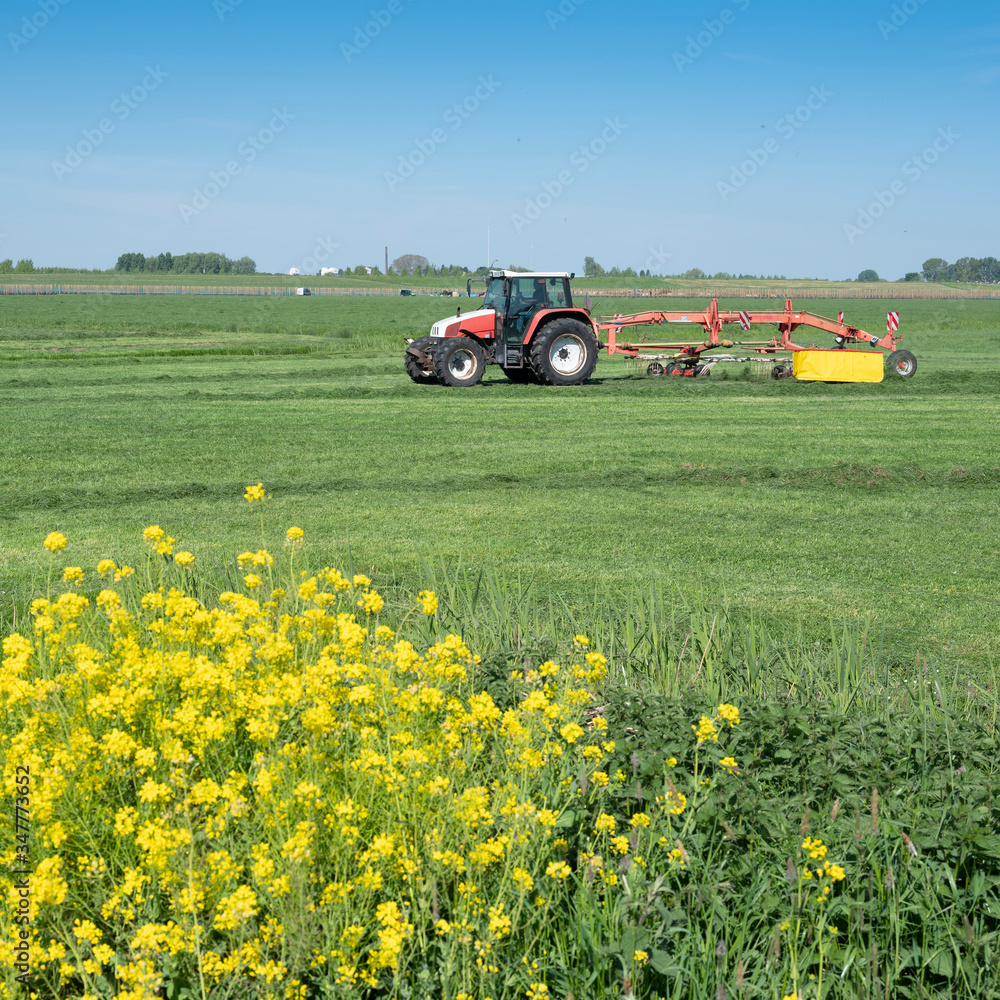 Obraz premium tractor with grass turner in green meadow under blue sky in holland