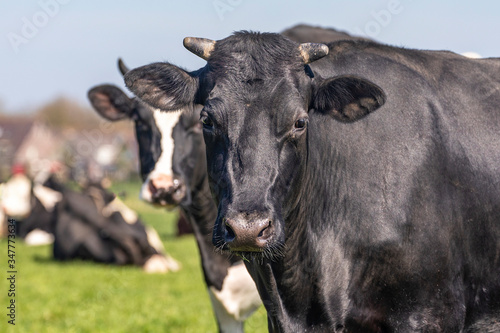 Black dairy cow with horns, in a field with cows, quietly looks into the camera, headshot