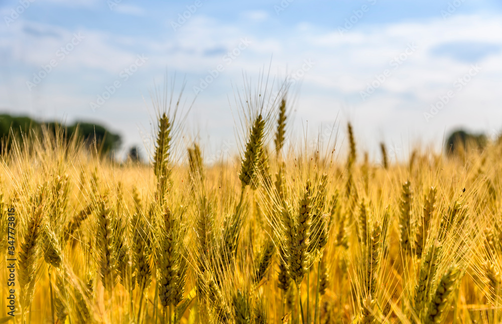 Closeup of golden wheat ears in field in summer season. Countryside farmland crop harvest. Beautiful rural scenic landscape art.