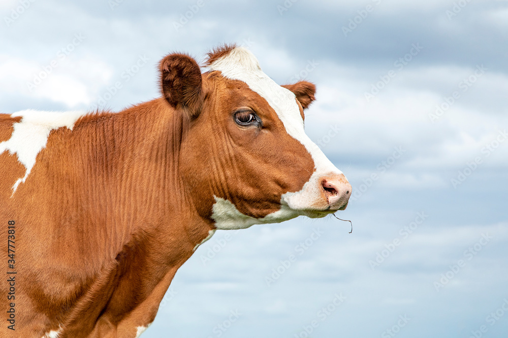 Portrait of the profile head of a red cow with dreamy eyes and pink nose, pale blue cloudy sky