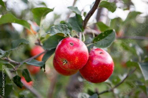 Apples with insect damage