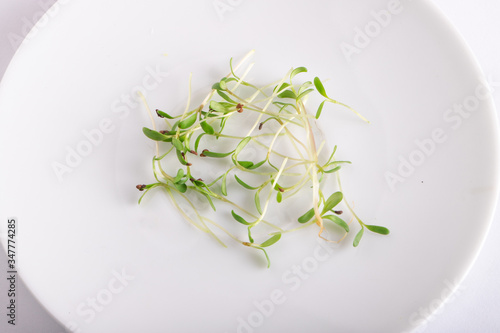 Micro  leaf vegetable of green alfalfa seeds sprouts
