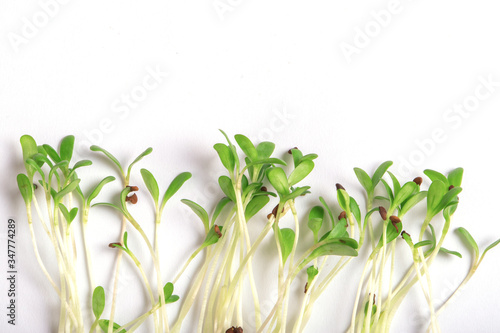 Micro  leaf vegetable of green alfalfa seeds sprouts.