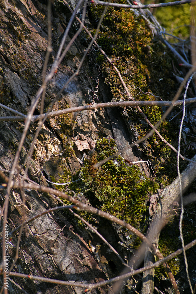 Beautiful background of intertwined twigs and moss. Interesting bare branches of creepers.