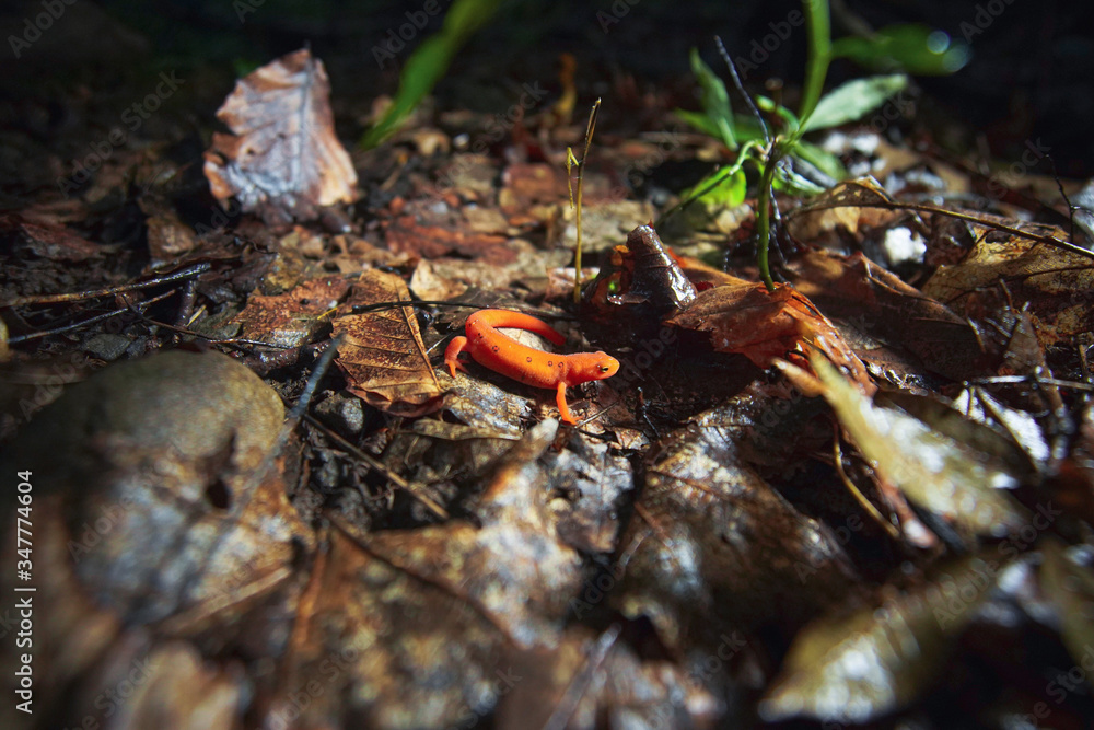 Orange Newt On The Leafy Forest Floor Orange Newt On The Leafy Forest Floor