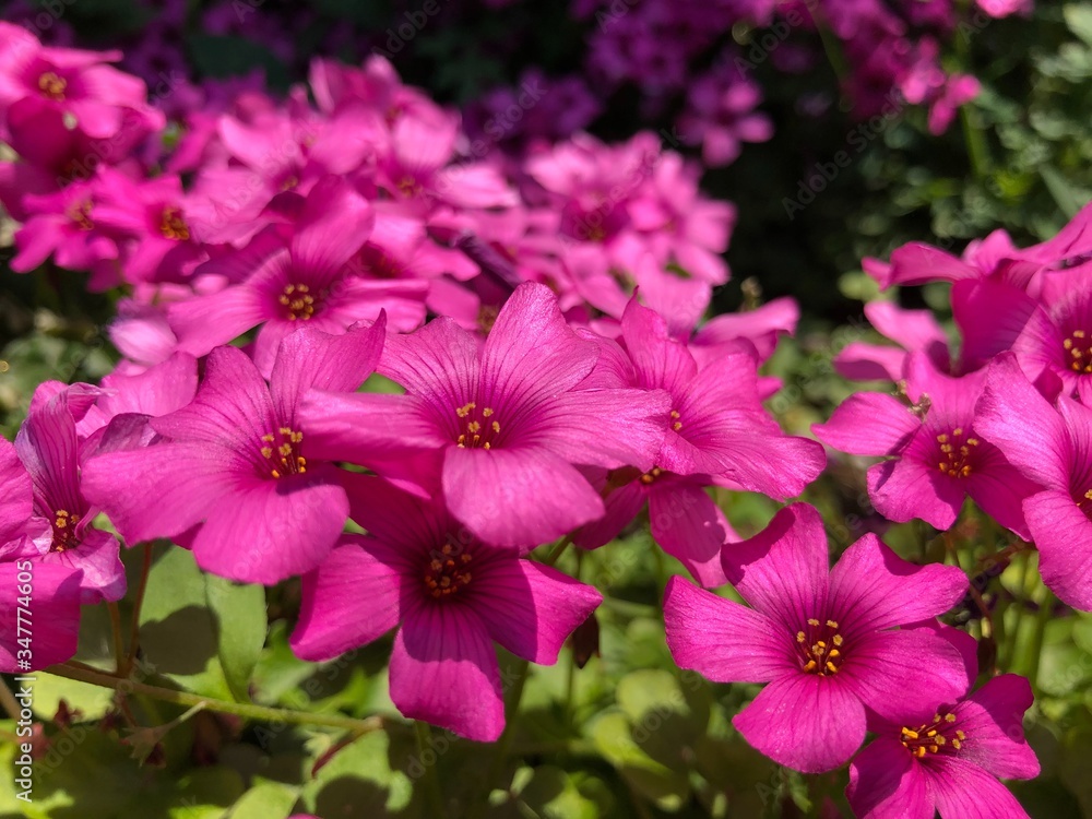 Fototapeta premium 春の花