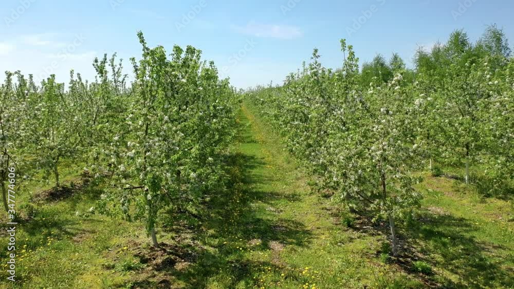 Aerial View Apple Cherry Garden Blooming With White Flowers On Sunny Spring Day Aerial View Apple Cherry Garden Blooming With White Flowers On Sunny Spring Day