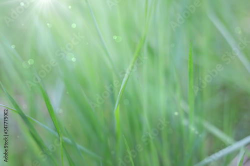 Abstract natural background of grass in the sun. Soft focus.
