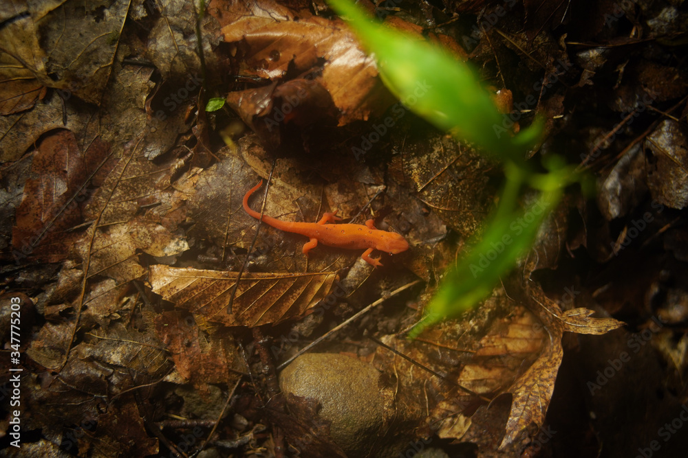 Obraz premium Newt Swimming In The Forest Puddle