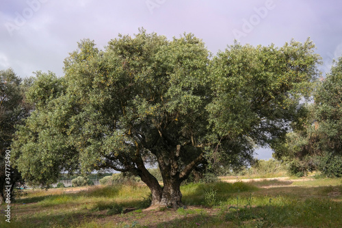 drzewo oliwne natura krajobraz wiosna