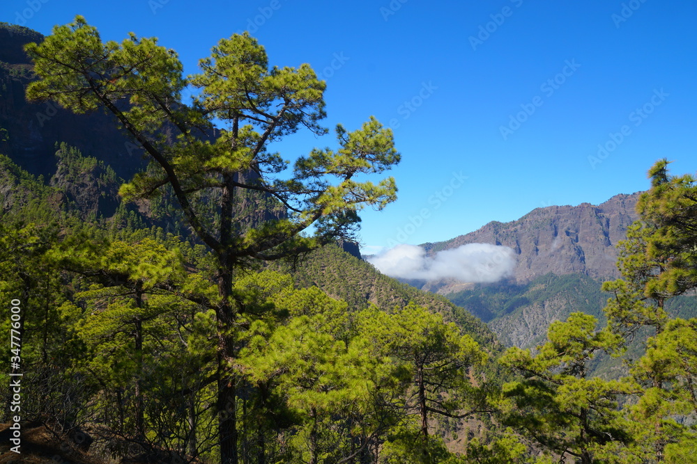 pine trees in the mountains - caldera de taburiente