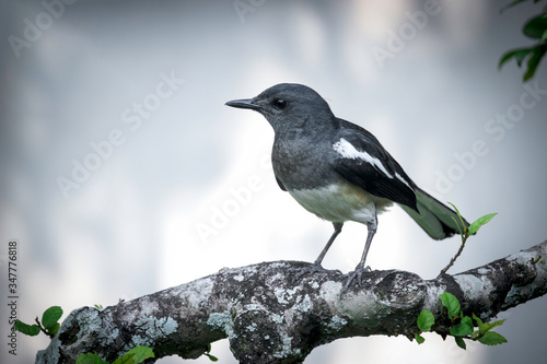 Schilderij op canvas Oriental magpie robin brid (Copsychus saularis) perched on a tree in summer gard