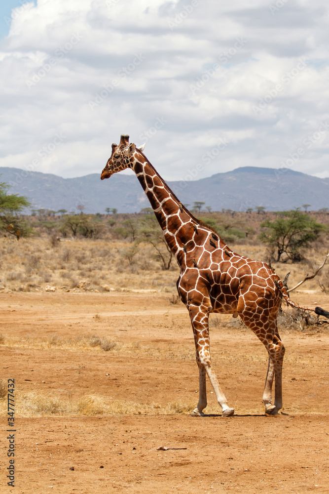 Obraz premium Reticulated giraffe male standing in Samburu National Reserve in Kenya