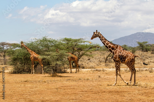 Tower of Reticulated giraffes walking and feeding in Samburu National Reserve in Kenya
