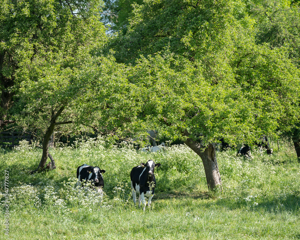 black and white young cows under green fresh leaves of fruit trees with blossoming flowers in spring meadow