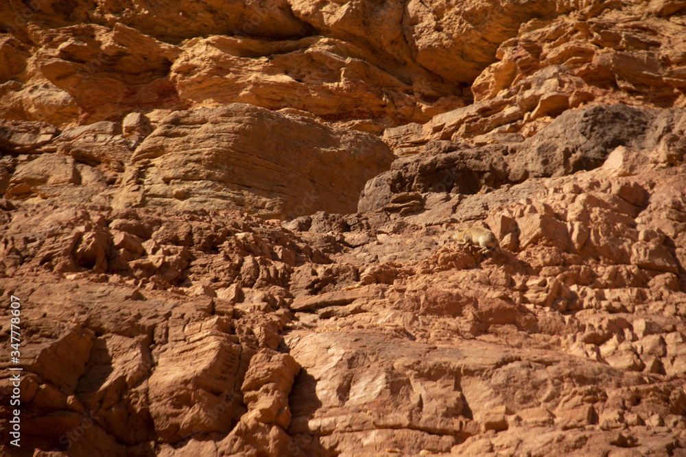 Red canyon, Israel - December, 2019. Desert landscape near Eilat with rocks and daman in the afternoon.
