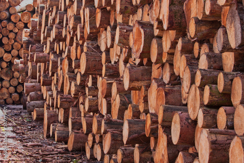 Logs stacked in a timber yard prior to milling in UK