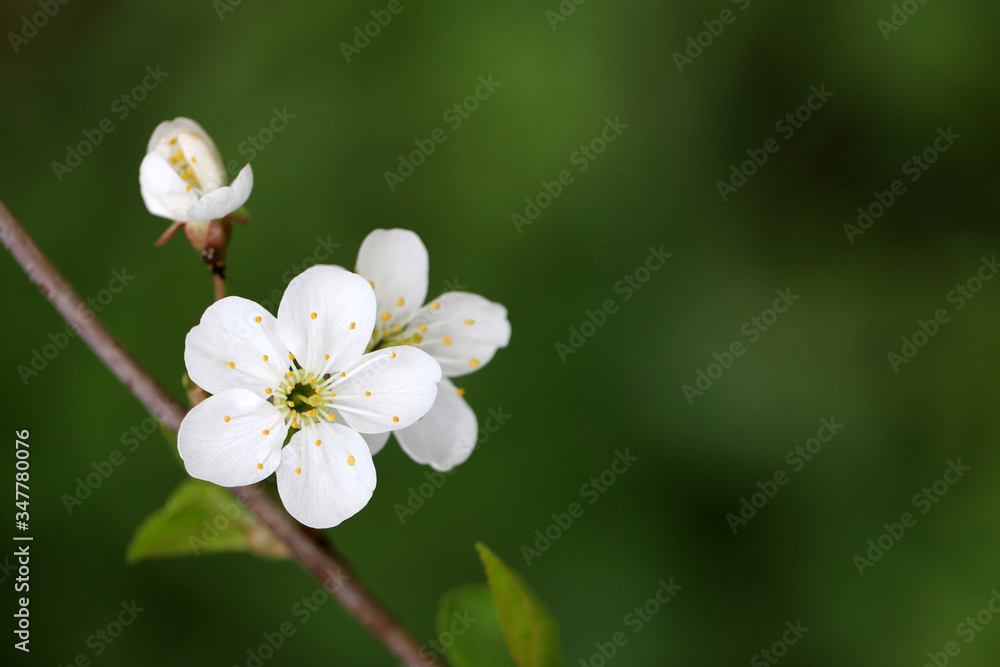 Cherry blossom in spring on green natural background. White flowers on a branch in a garden, soft colors Cherry blossom in spring on green natural background. White flowers on a branch in a garden, soft colors