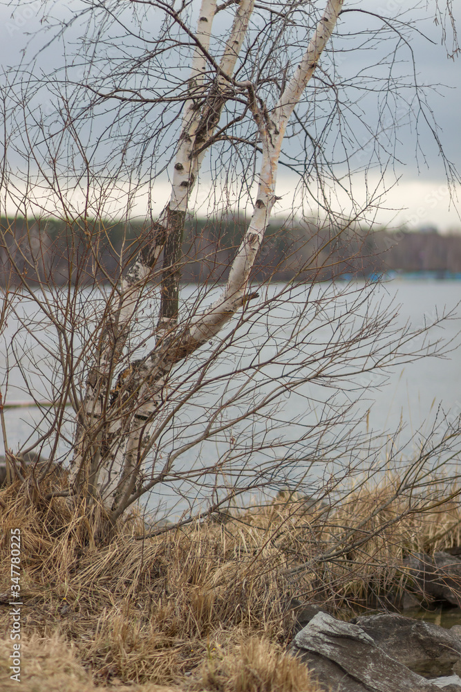 A bare tree by the river in spring. A bare tree by the river in spring.
