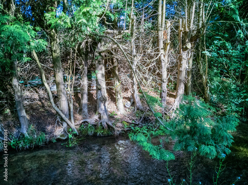 Wald