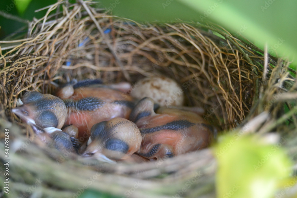 oiseaux oiseaux