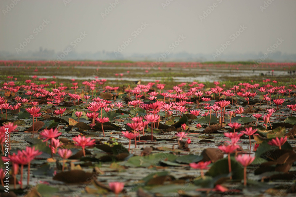 Wonderful nature landscape red pink lotus (water lily) flower lake sea in the morning, beautiful and famous tourist attractive landscape of Kumphawapi, Udon Thani, Thailand. - obrazy, fototapety, plakaty 