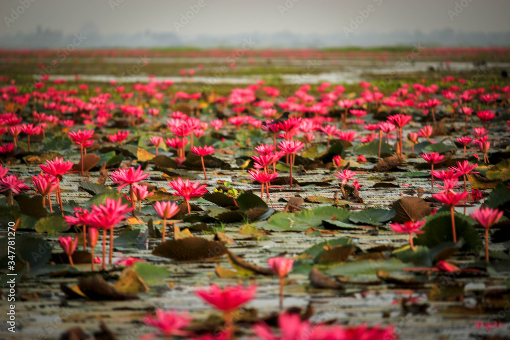 Wonderful nature landscape red pink lotus (water lily) flower lake sea in the morning, beautiful and famous tourist attractive landscape of Kumphawapi, Udon Thani, Thailand. Wonderful nature landscape red pink lotus (water lily) flower lake sea in the morning, beautiful and famous tourist attractive landscape of Kumphawapi, Udon Thani, Thailand.