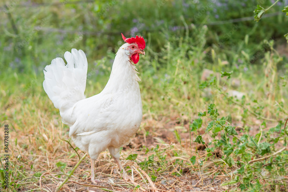 Detail of a white free-range hen standing in sustainable farm Detail of a white free-range hen standing in sustainable farm