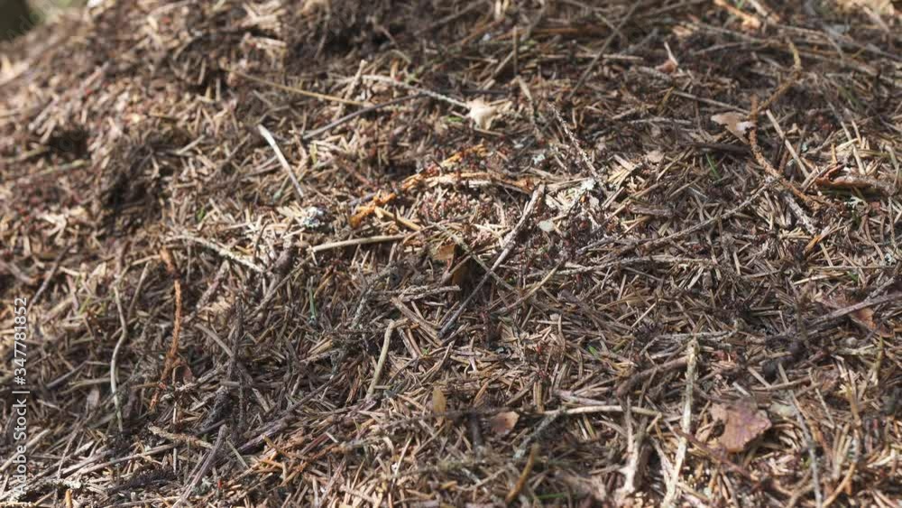 Big anthill with colony of ants in summer forest. Big anthill with colony of ants in summer forest.